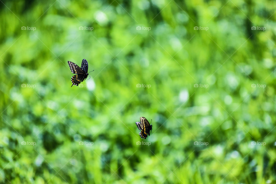Two butterflies flying 
