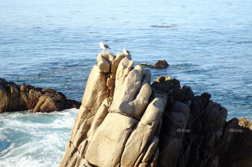 seagull rock