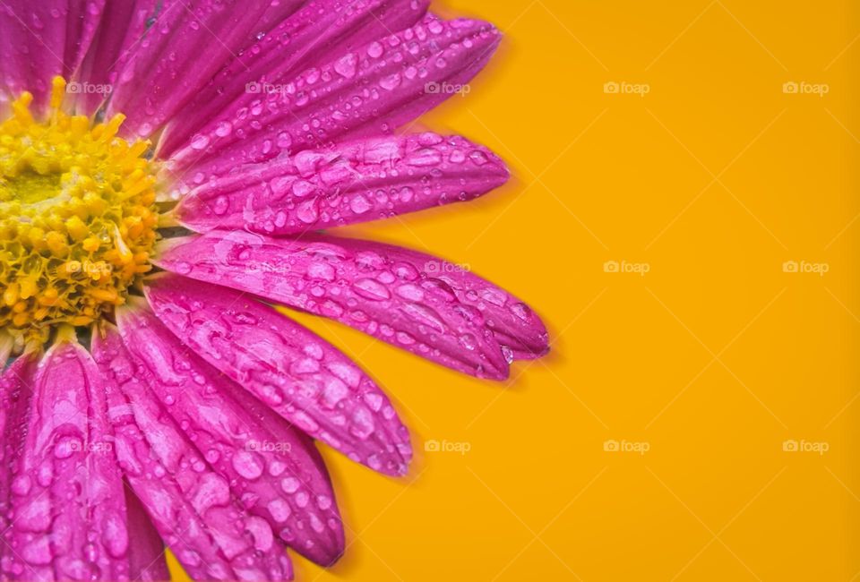 purple flower on the yellow wall