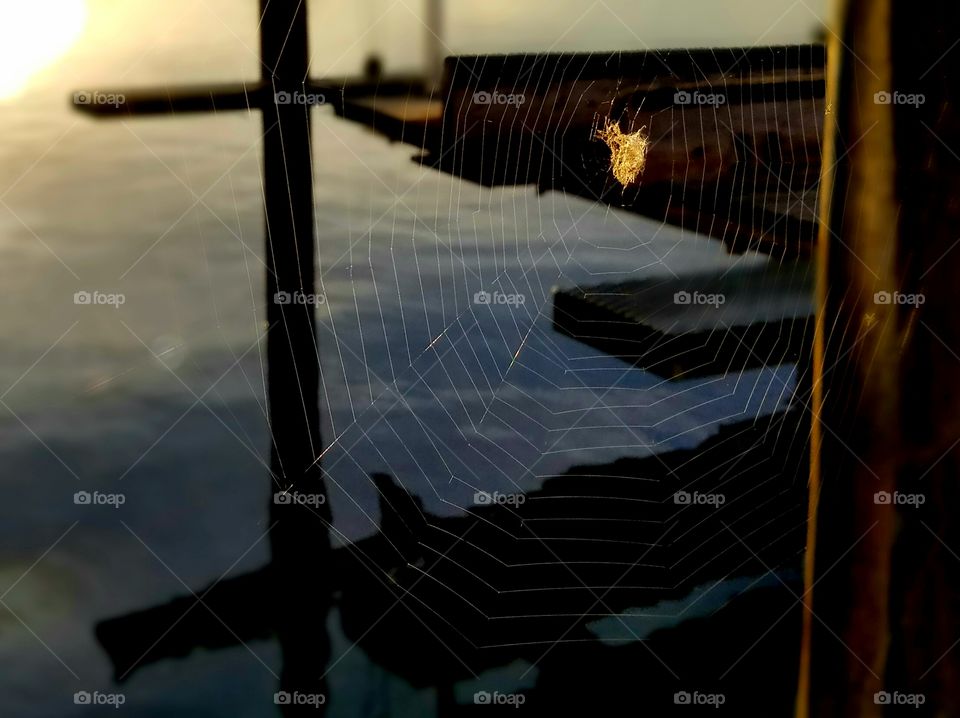 spiderweb on dock