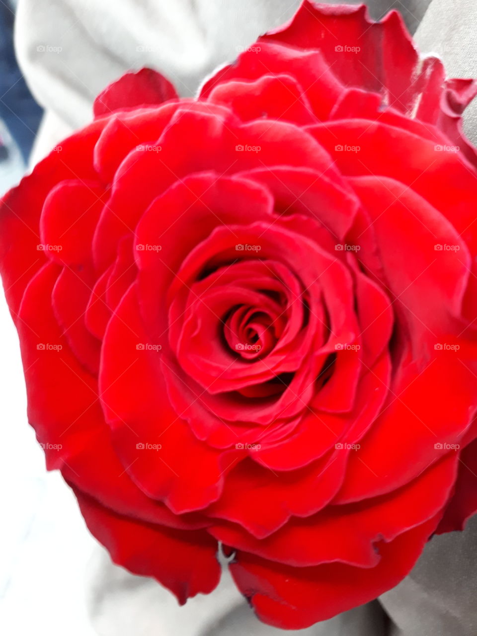 blomst - tæt på - rose - rød