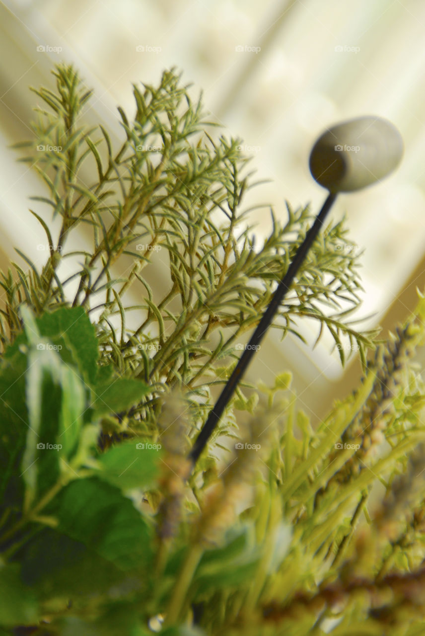 Pickling and canning; fresh indoor herb garden