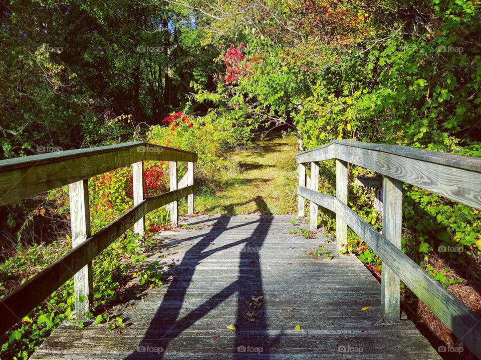 Wood, Nature, Leaf, Guidance, Fence