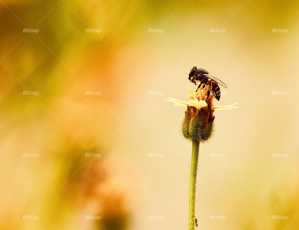 Emergence of spring season - a bee sitting on coat button flower 