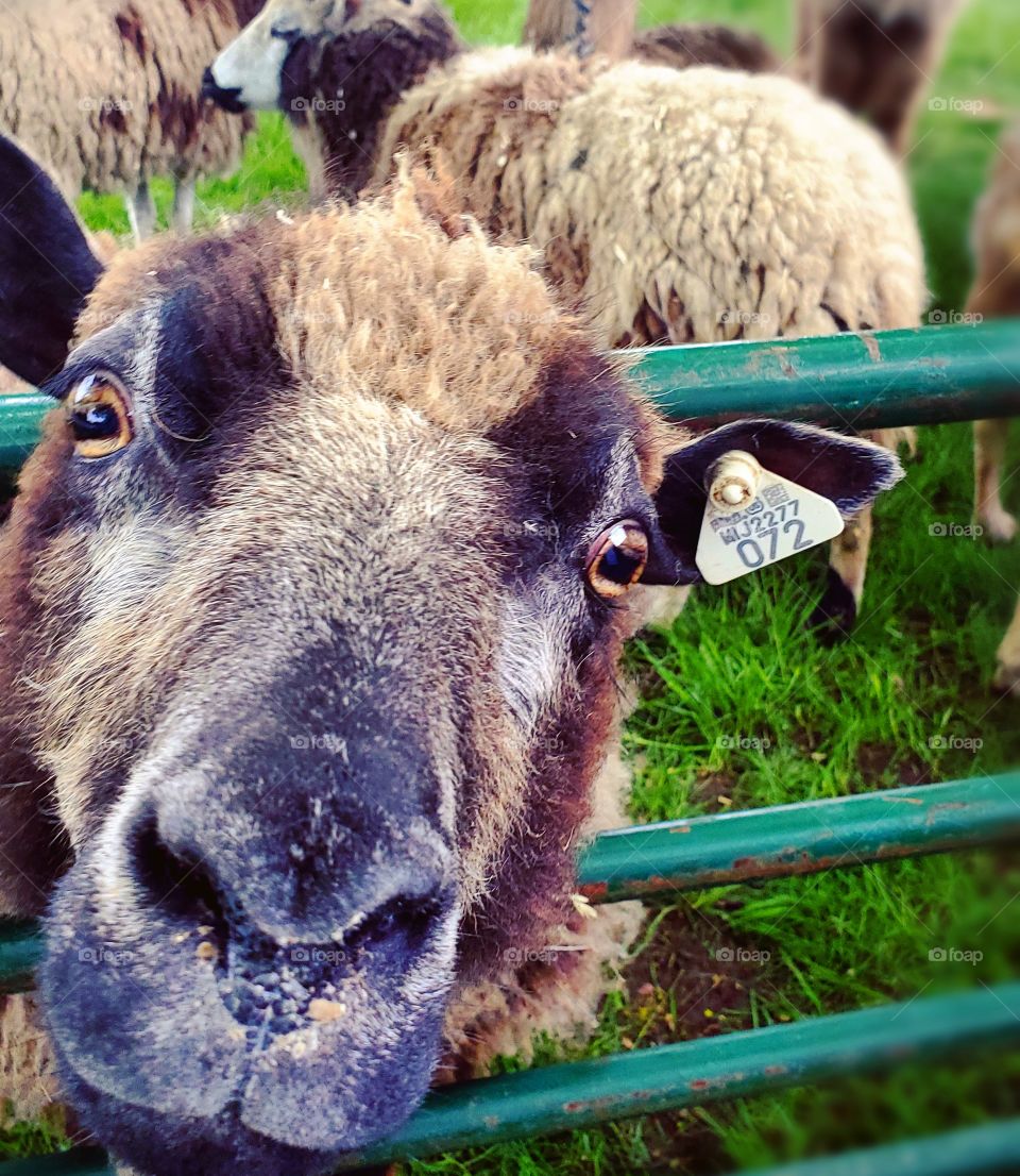 Super cute picture of a sheep posing for a selfie photo.