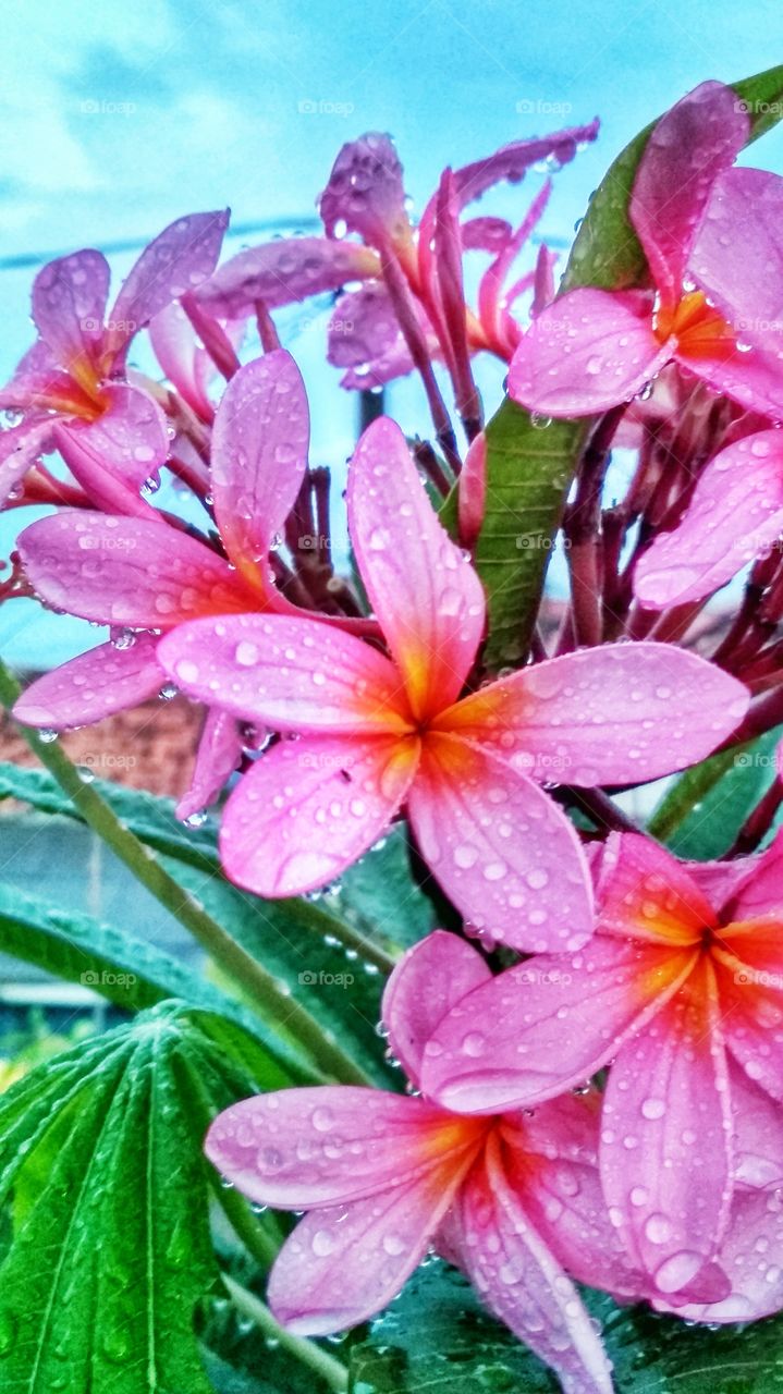 Dew on Frangipani Flowers.
This photo was taken when the rain stopped and sowed everything, including this flower.