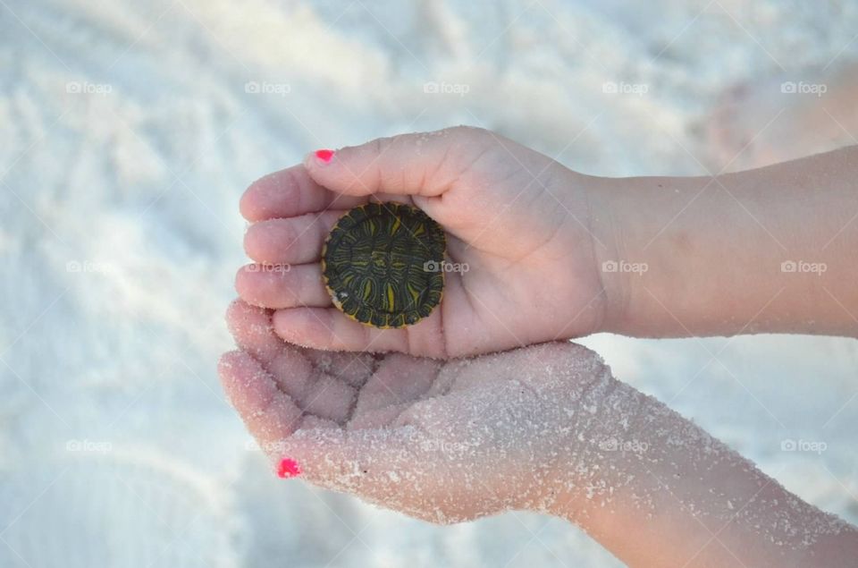 Baby turtle