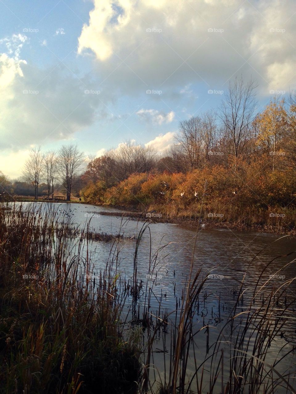 Duck pond