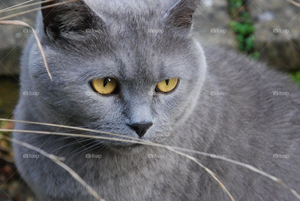 British blue cat with yellow eyes sitting in the grass watching 