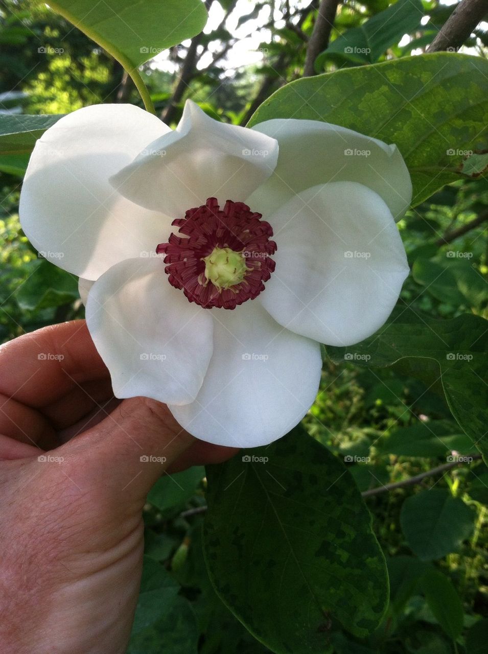 Beautiful Blossom