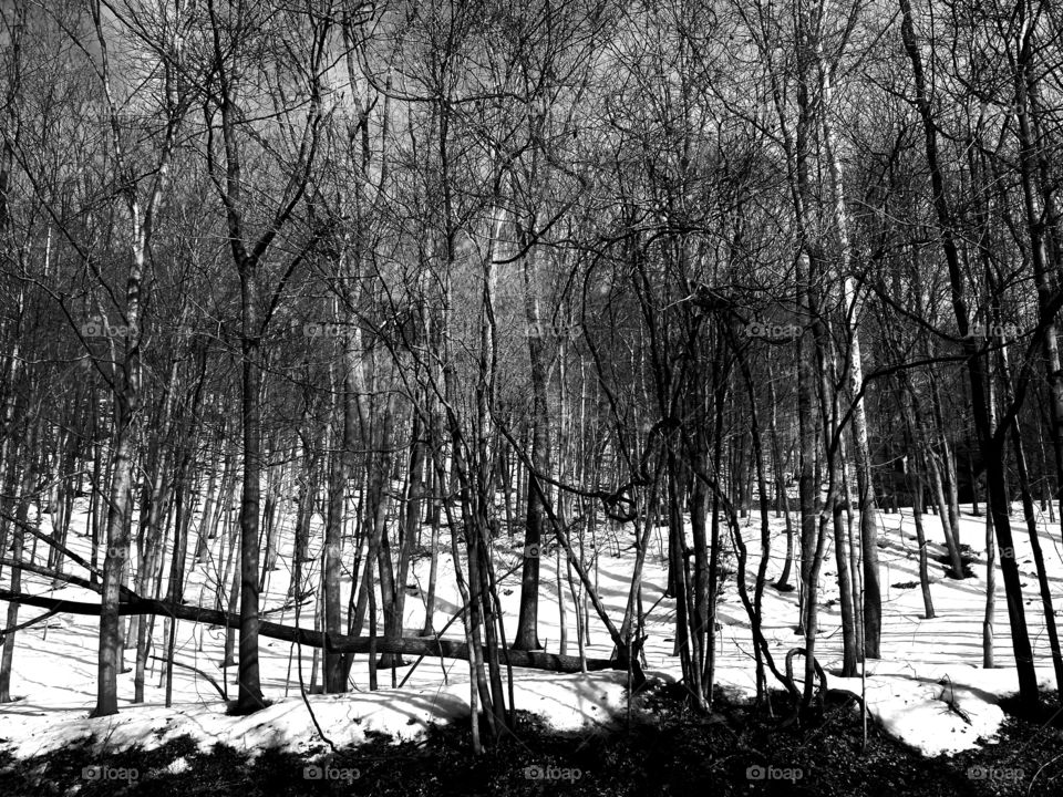 Tangled Woods. Stopped on a wooded backroad and snapped this.