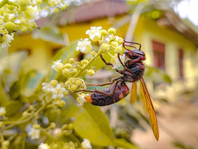 Bees are a large group of insects known for their life although not all bees are like that. All bees belong to the tribe or family Apoidae.