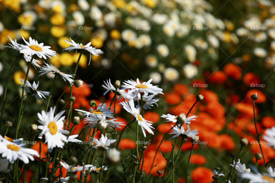 Ox eye daisies in a garden
