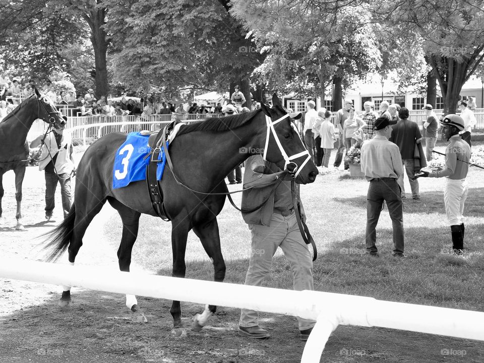 Belmont Park. Our Amazing Rose j n the Belmont paddock warming up for the Jersey Girl stakes. 
Fleetphoto