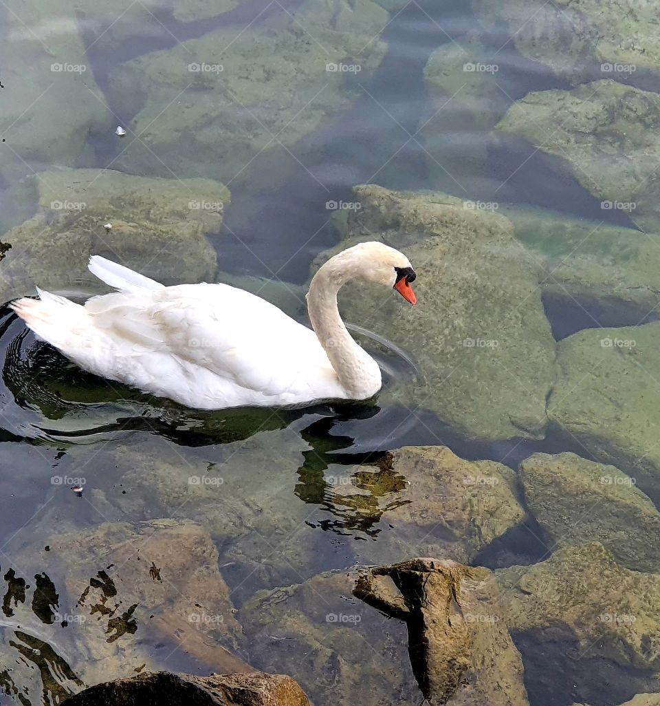 Beautiful white adult swan swimming in the water
