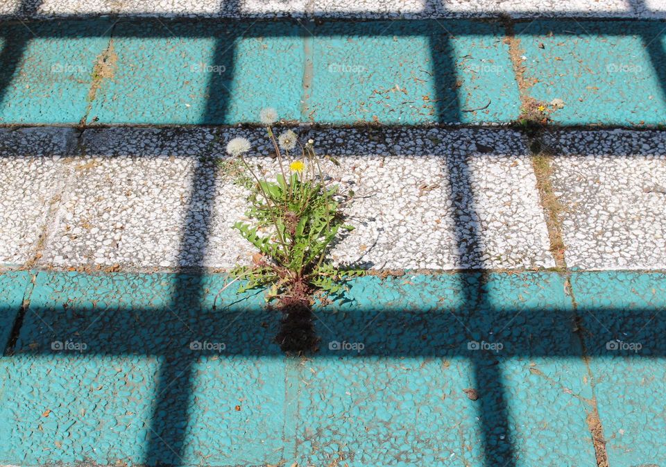 Light and shadow on the dandelion plant that grows everywhere and in all conditions even between flagstone