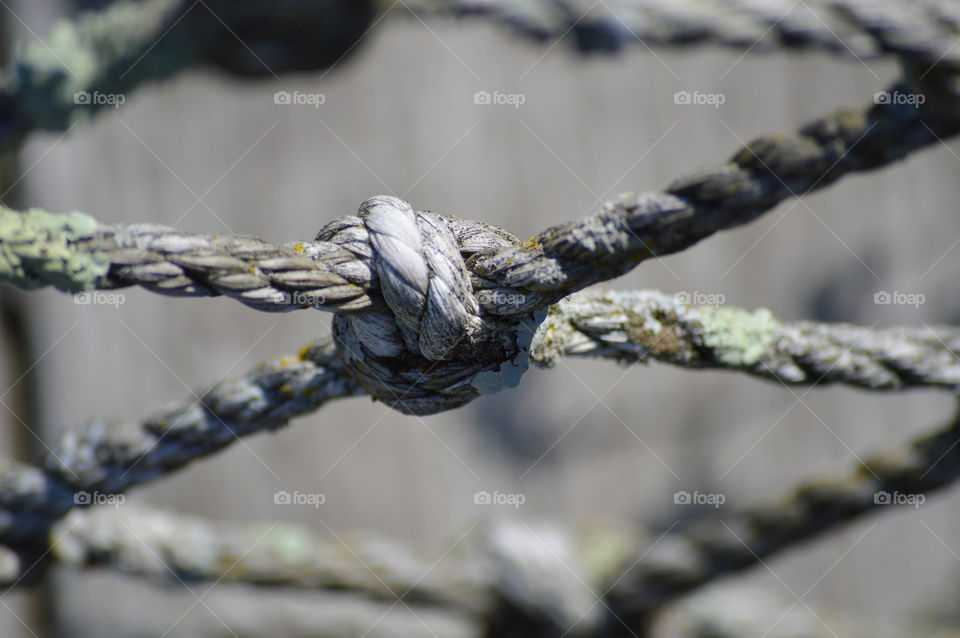 Close up of rope fencing covered in algae/moss