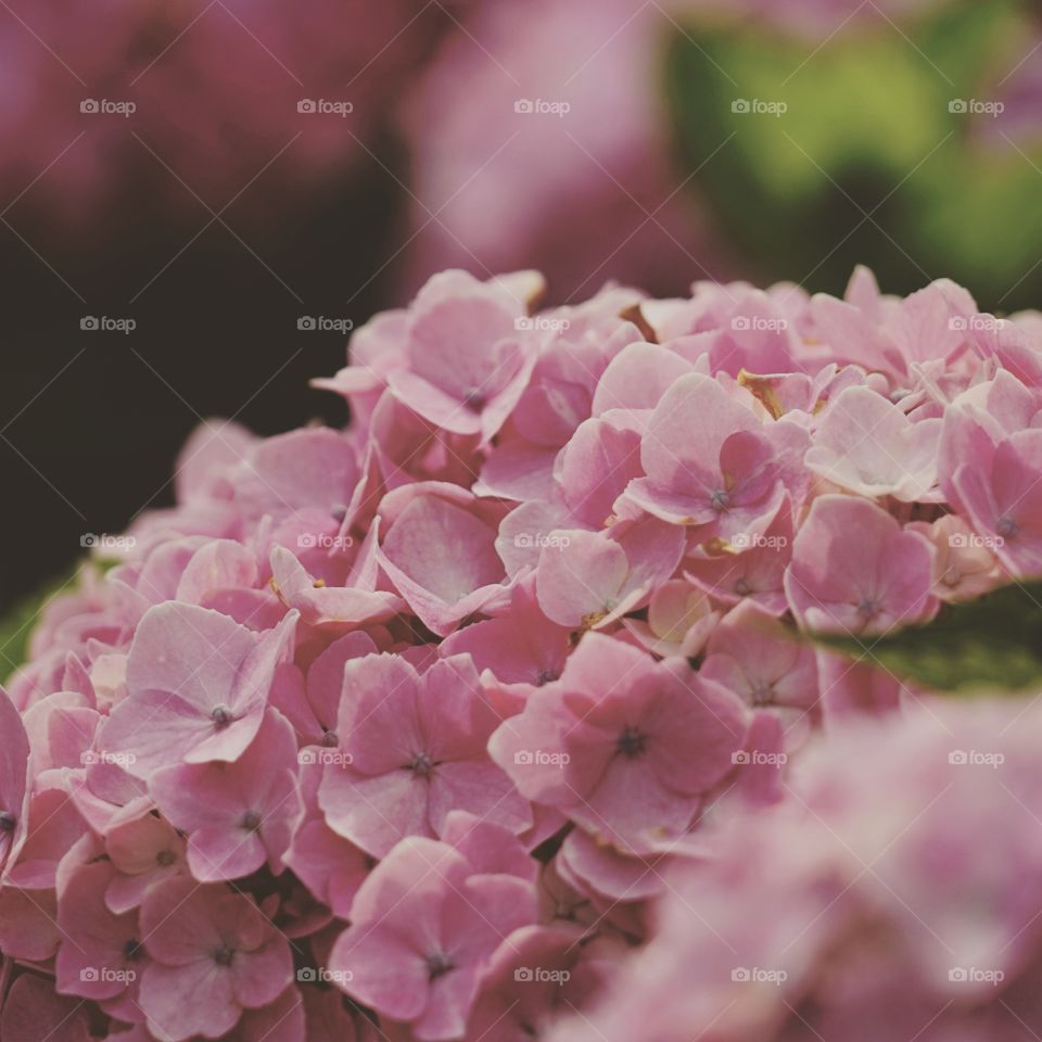 pink hydrangea