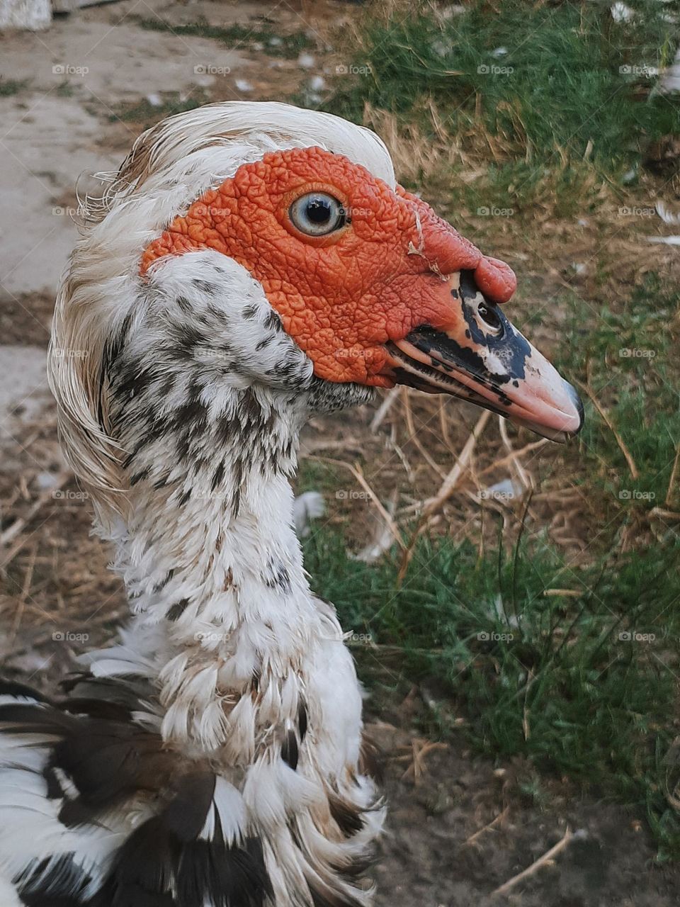 Country duck called Indo-duck. They used to be wild