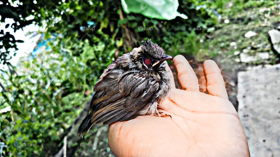 crested bird of Nepal is on the palm