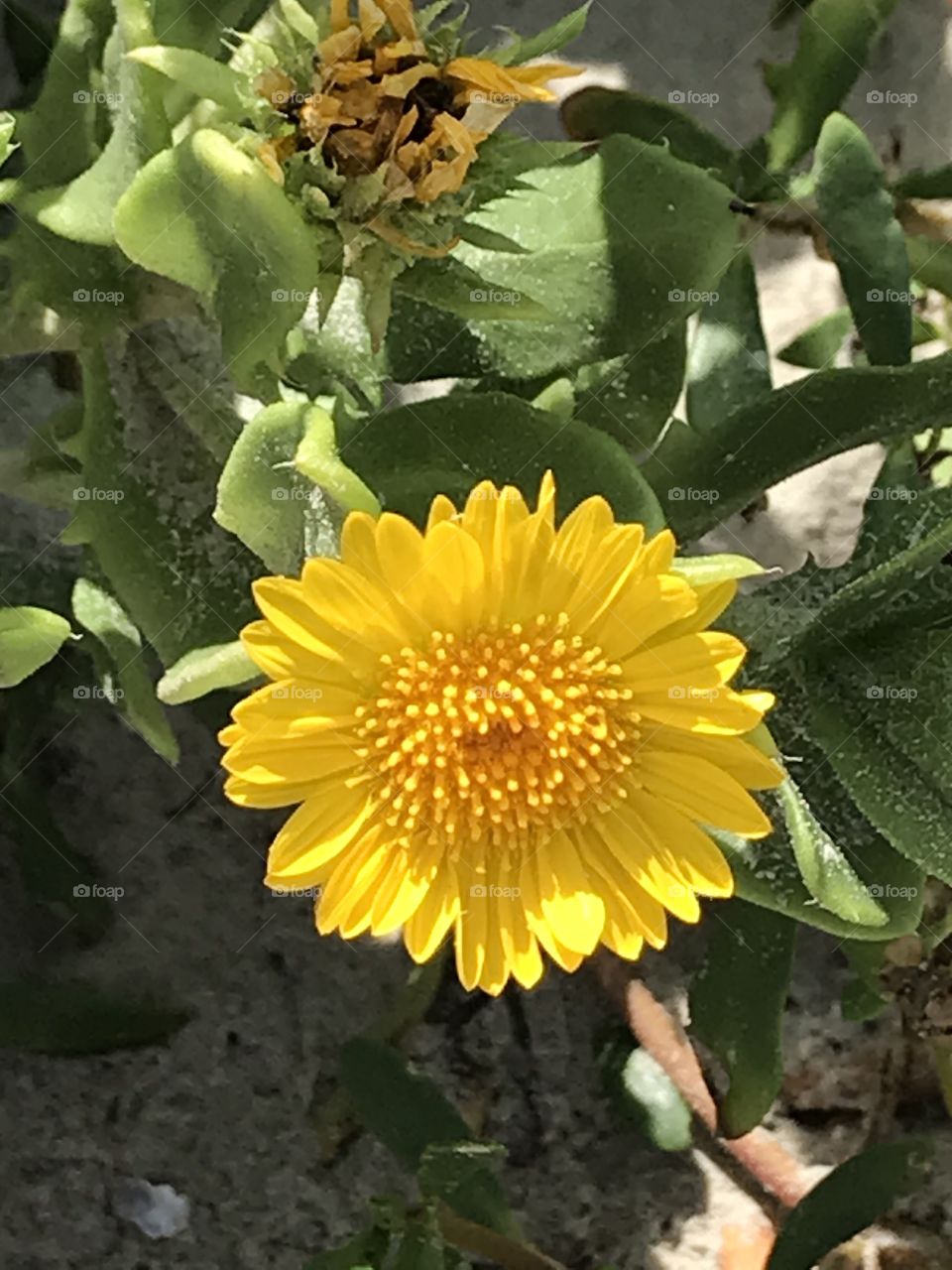 Galveston beach daisies