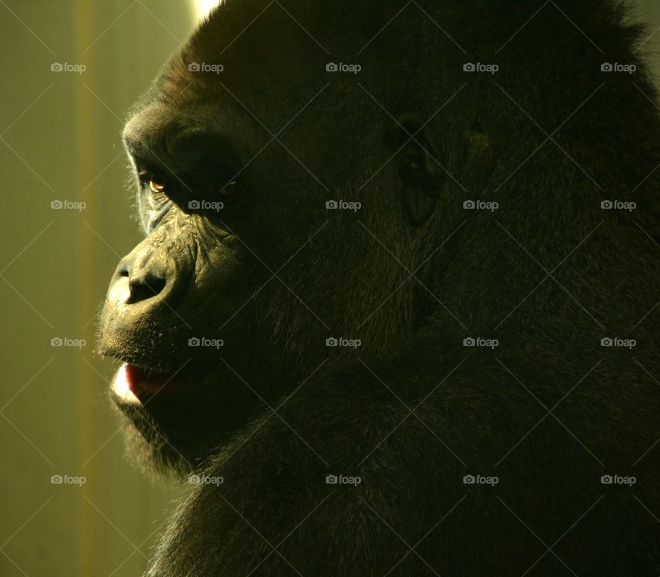 Majestic Gorilla
