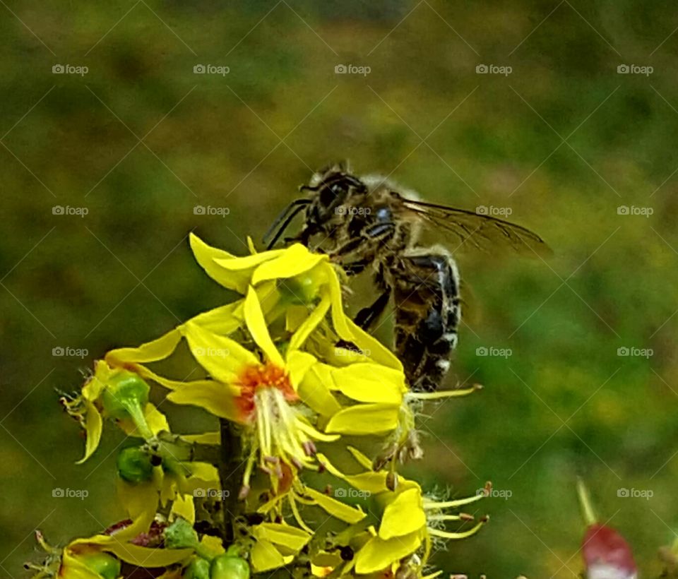 Insect, Nature, Bee, Fly, Wing