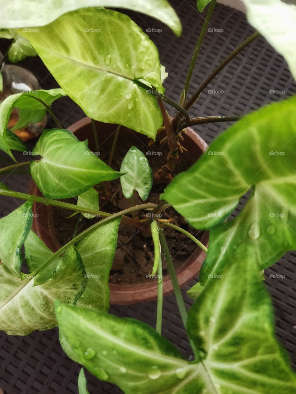 Plant from my garden collection exposed on table.