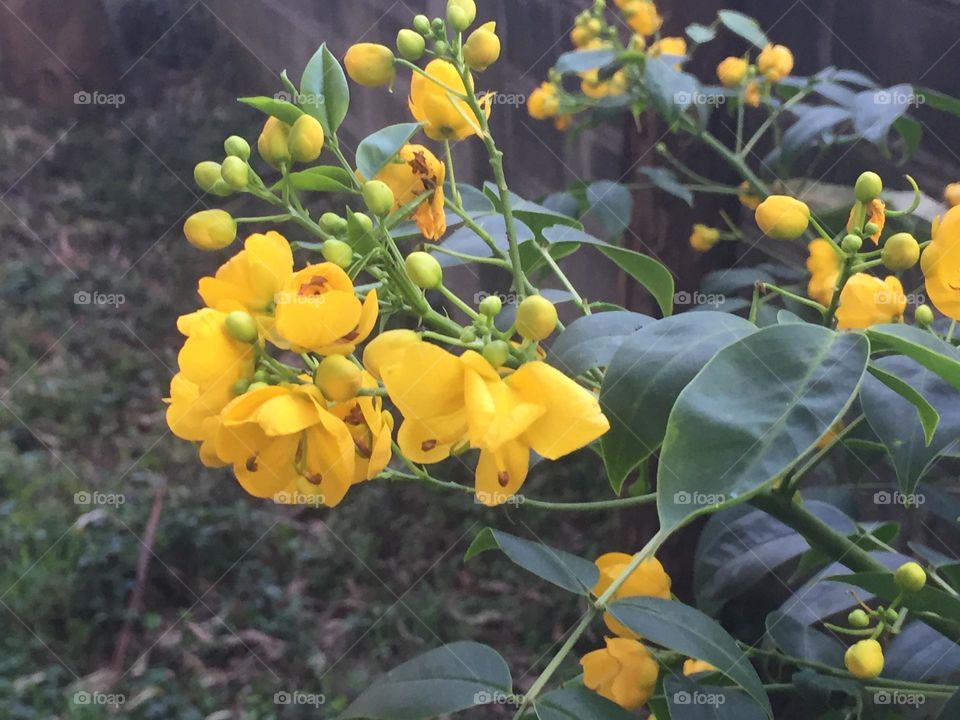It’s a chilly blessed weekend with some fresh spring rolls 🎉