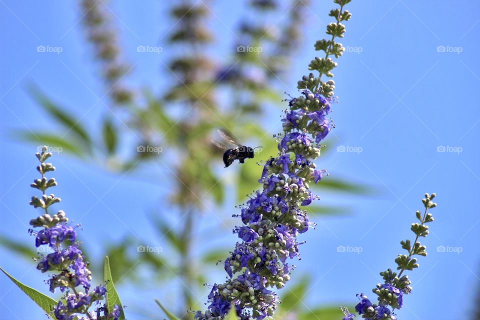 Texas Lilac blooms attracting bumblebees and butterflies all spring and summer!