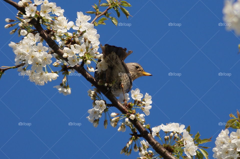 Bird on the tree