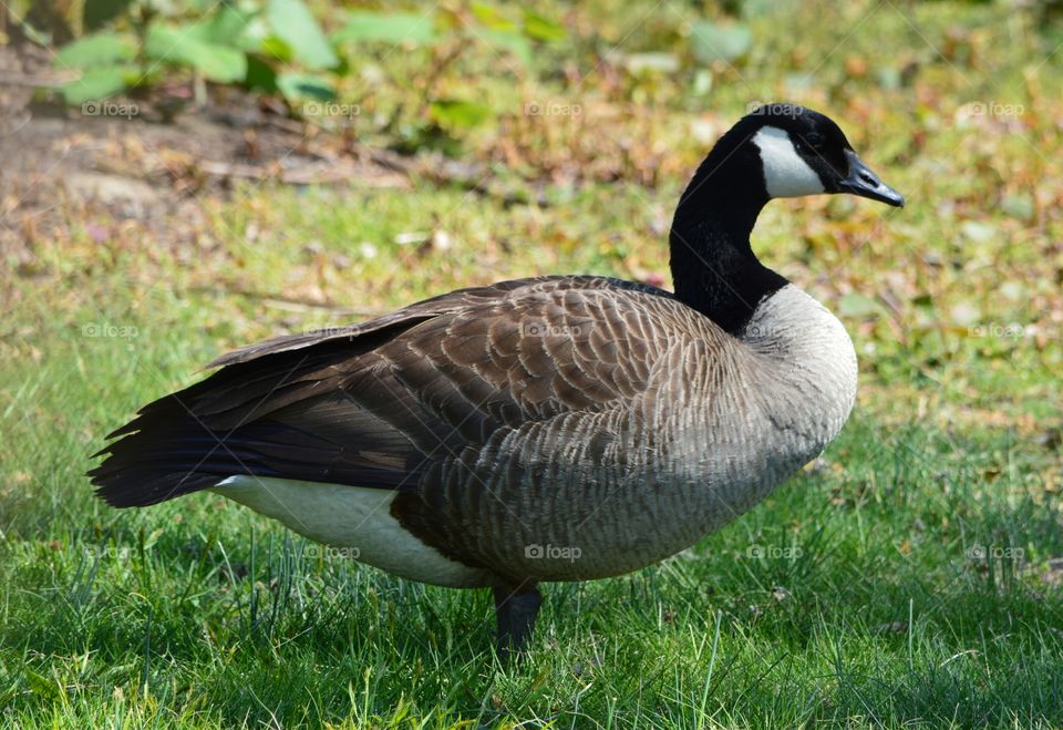 Goose