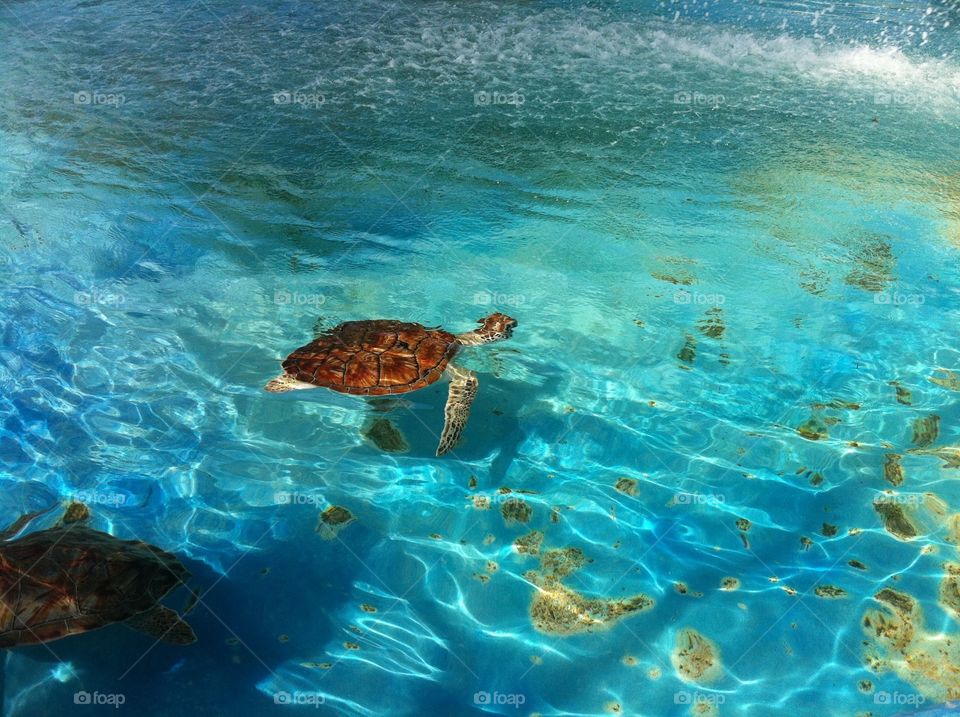 Spotted this turtle swimming around in Mexico