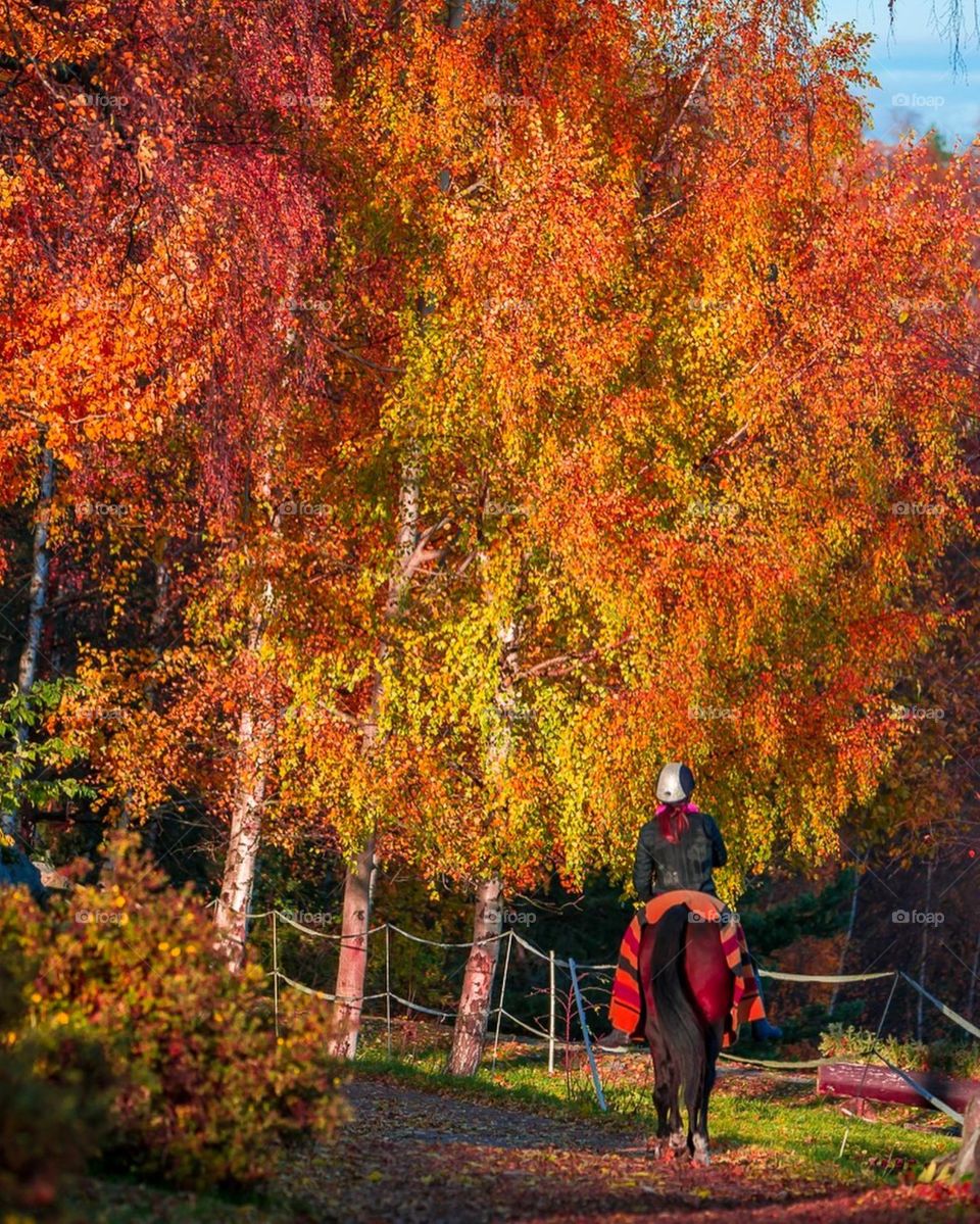 The colors of the fall leaves add a vibrant touch to the serene setting, creating a picturesque moment in nature.