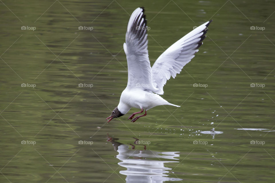 Gull flying over water, reflections .
Skrattmås flyger över vattenyta , spegelbild 