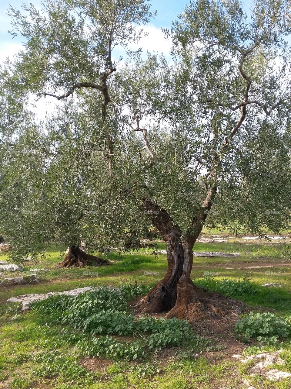 olive tree