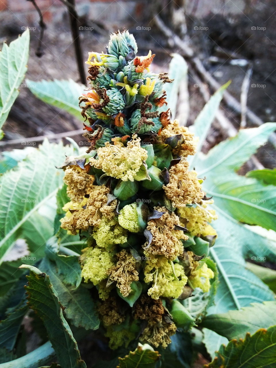 Nature plant