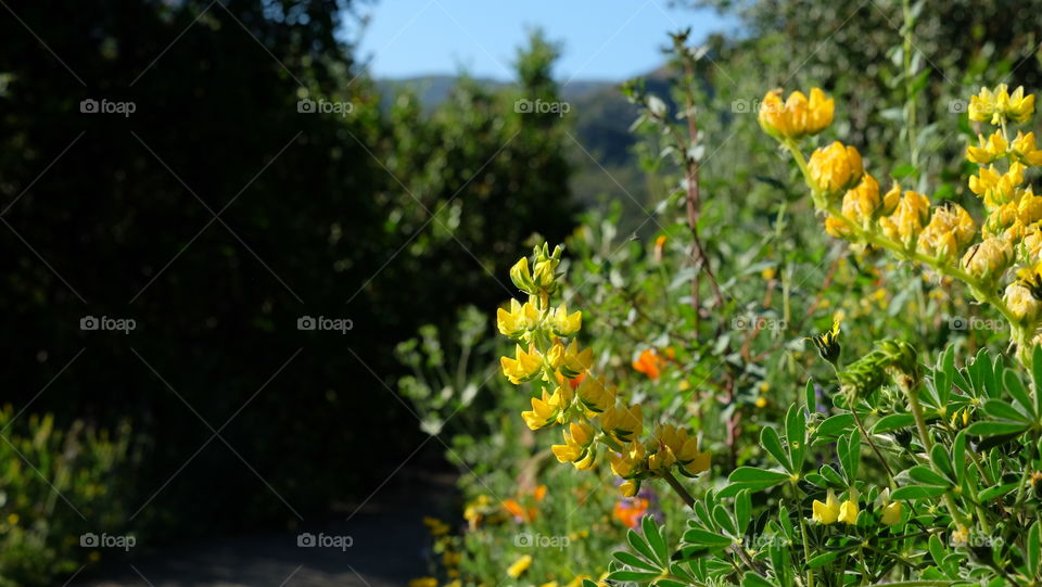 Spring wildflowers along a pathway