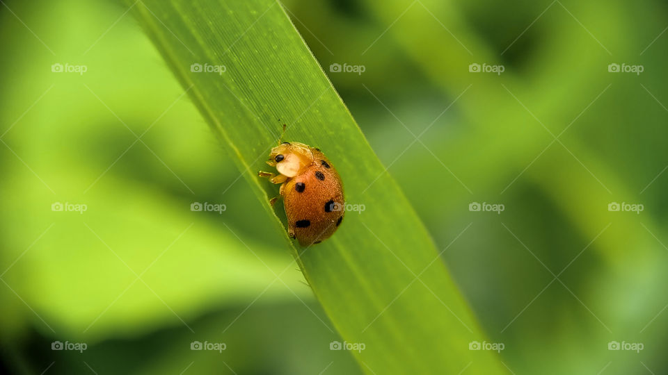 A ladybug is foraging on a leaf. Look at the spots on the wings! Very beautiful is not it?