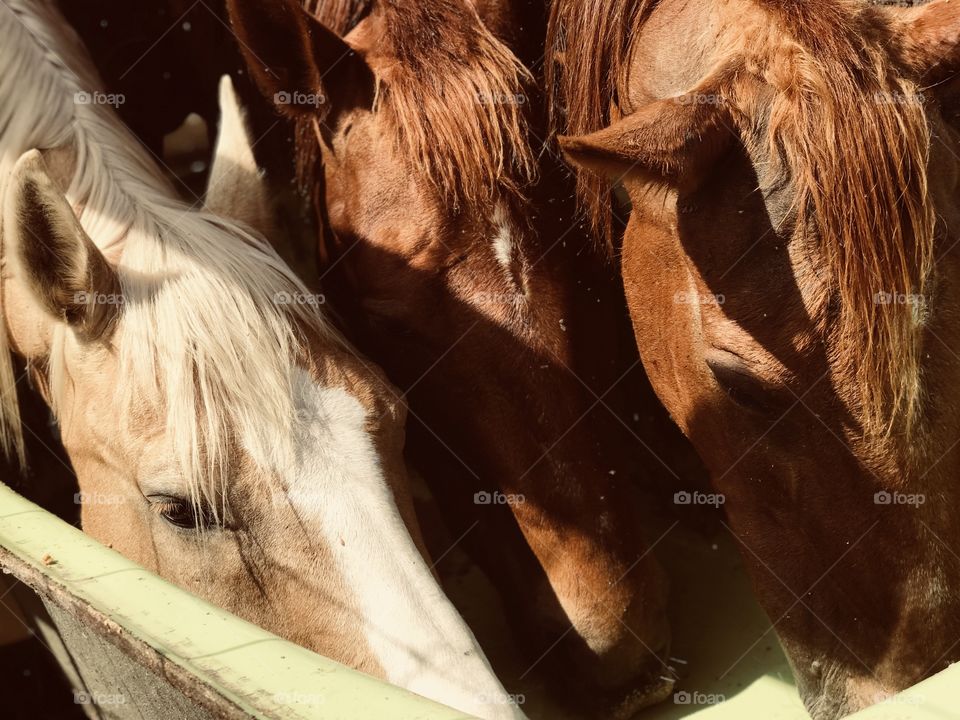 Three’s a crowd! Our Palomino horse Wrangler helped himself to Stormy and Harley’s breakfast after he finished his own at a different feeding area. Luckily Harley and Stormy were almost finished eating. 