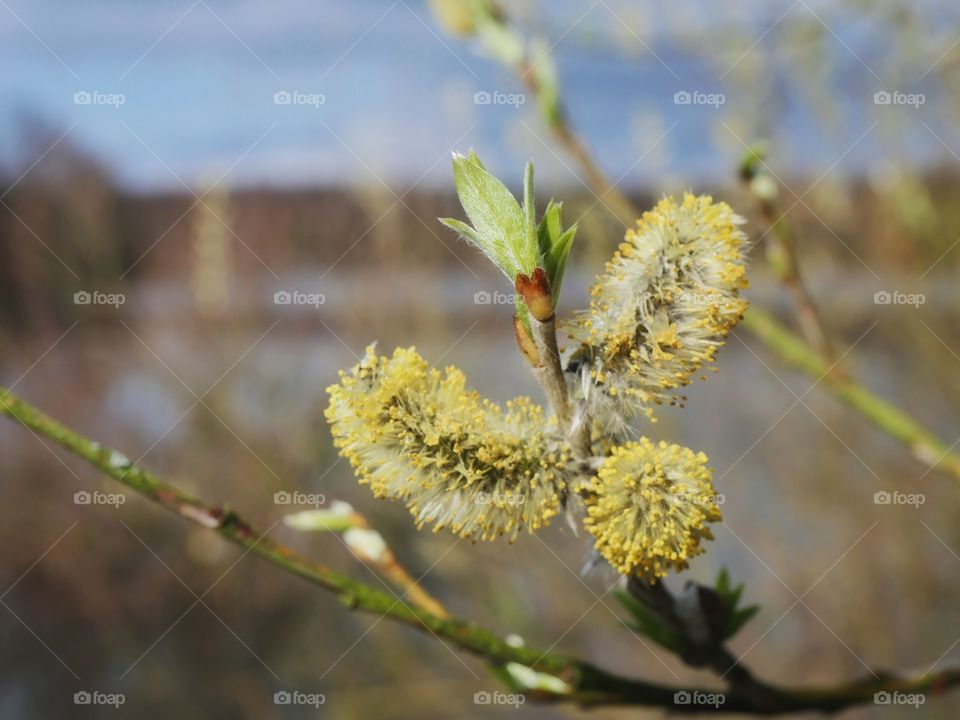 Catkins of Salix caprea