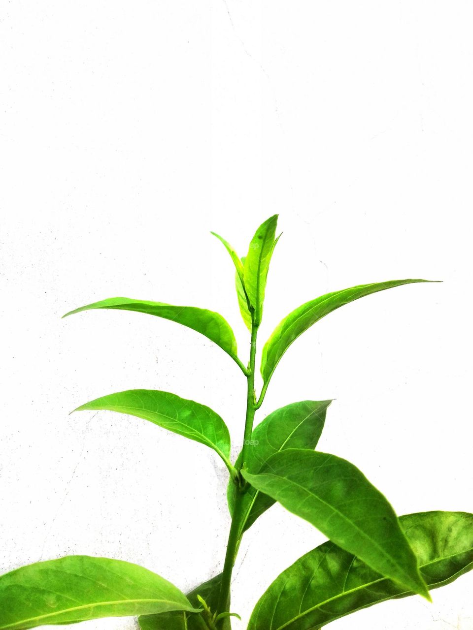 Night-blooming jasmine tree