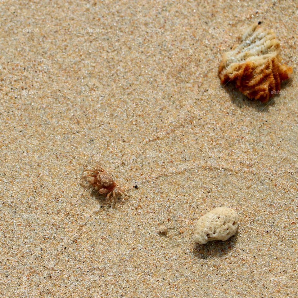 Sand, crab and seashells