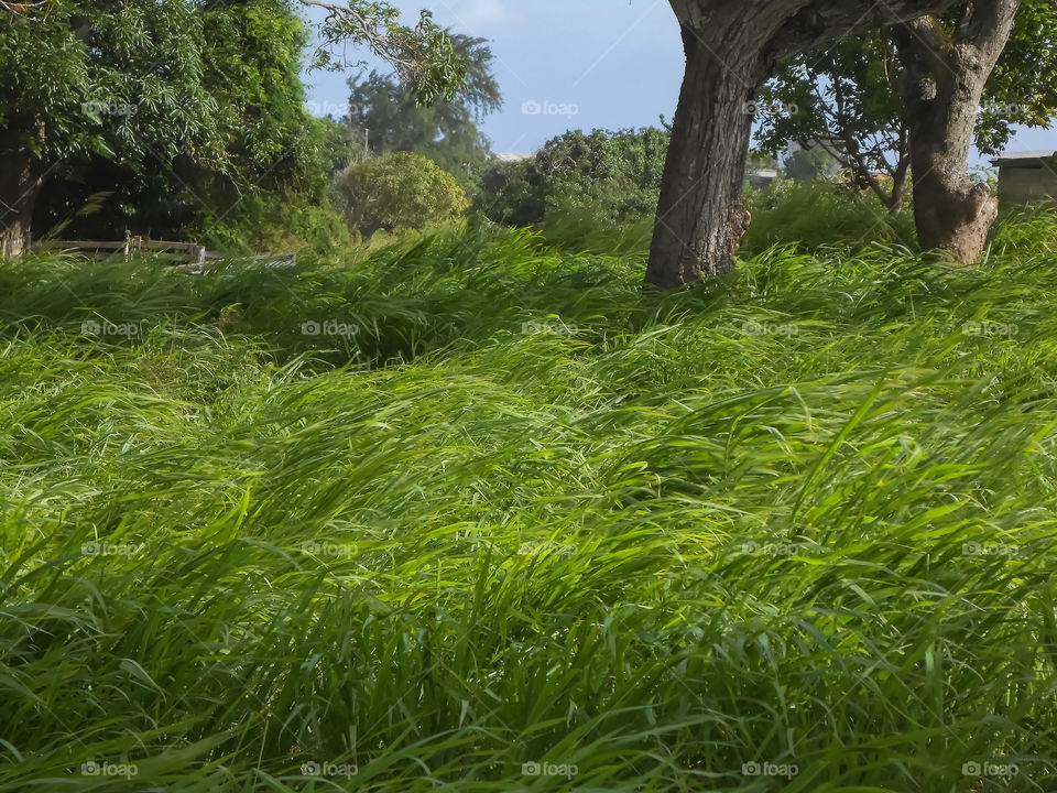 Grass Blowing in the Wind