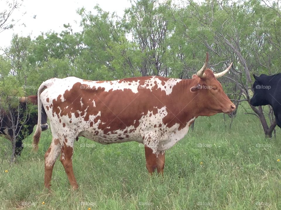 Texas Longhorn. Photo of a longhorn cow