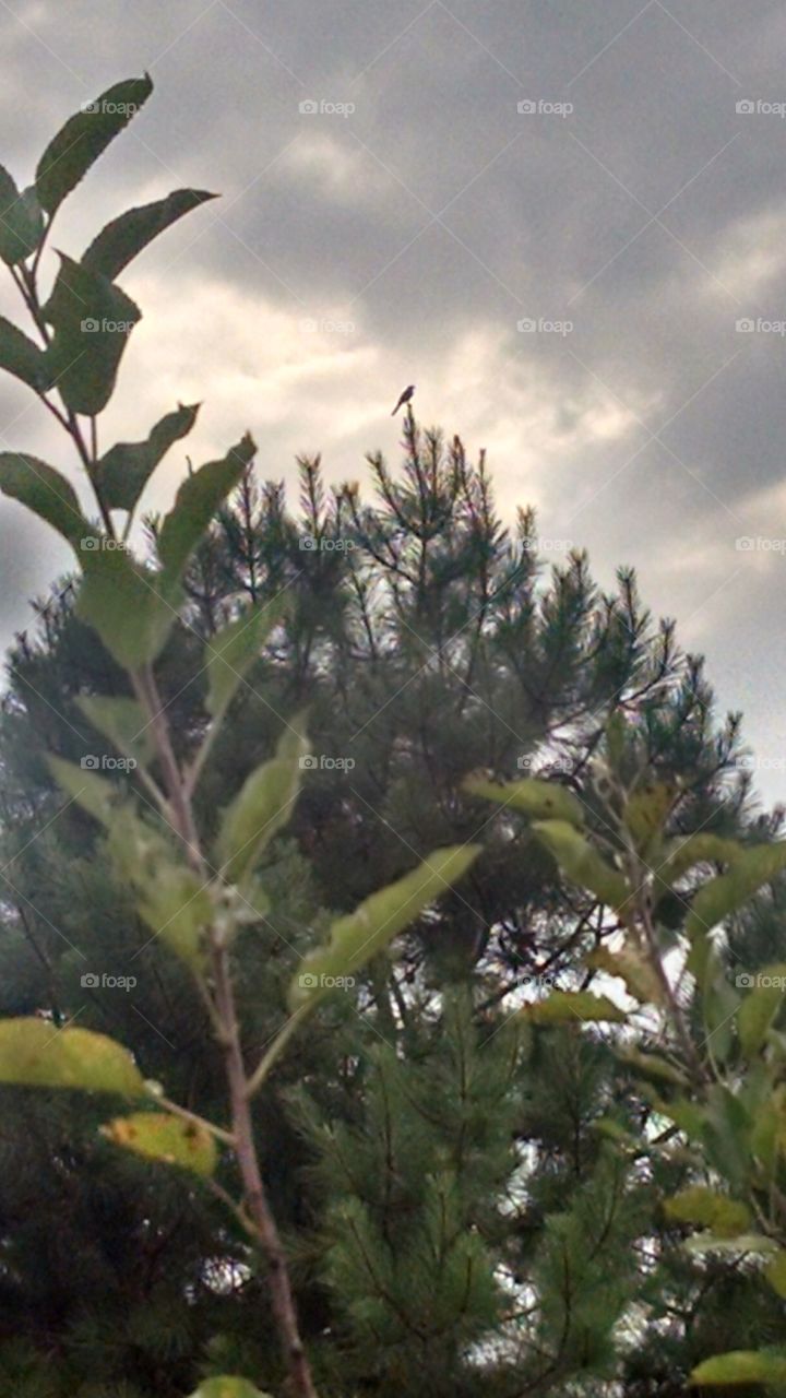 tree, bird, outside, sky, cloudy