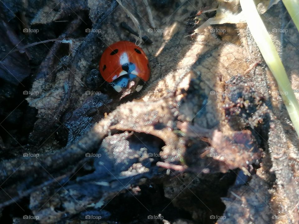 Ladybug