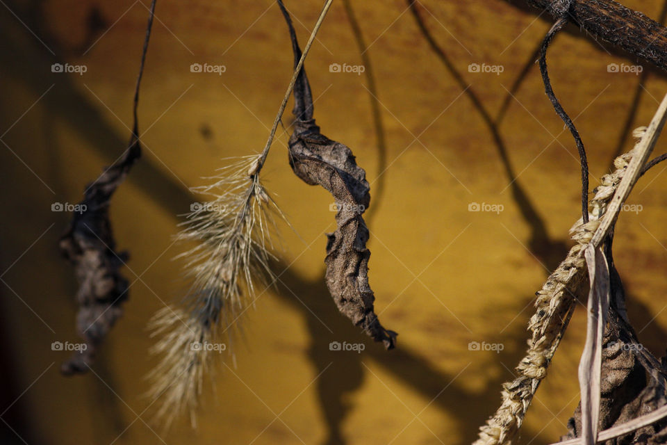 Dry leaves