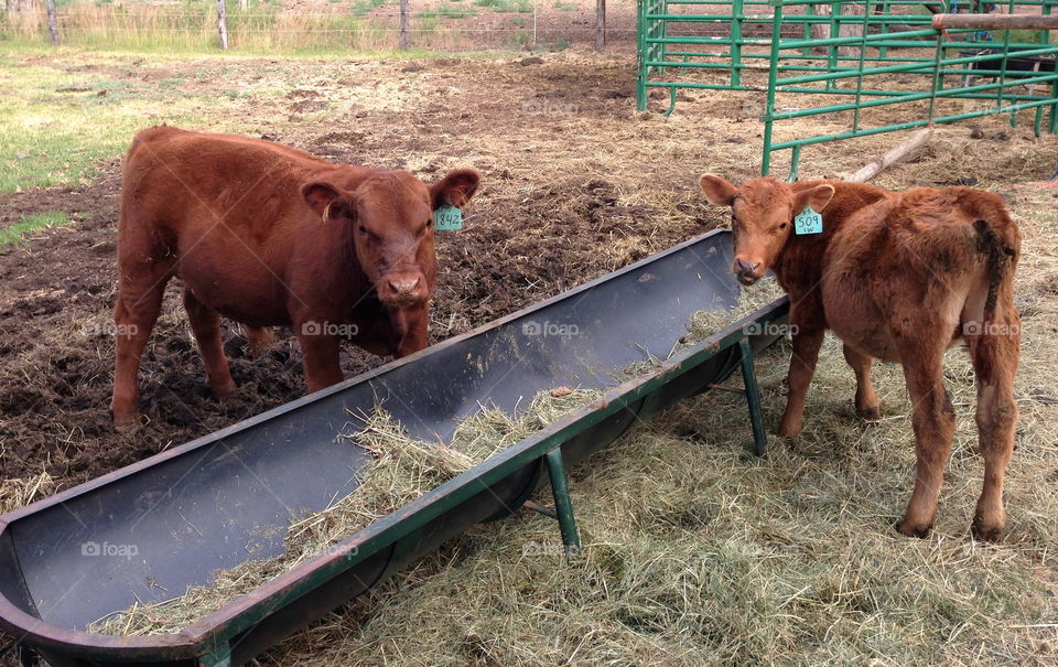 A reddish-brown cow and calf looking up from their feeding 