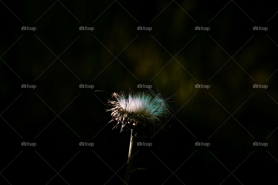 White flower under the natural light